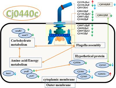 Cj0440c Affects Flagella Formation and In Vivo Colonization of Erythromycin-Susceptible and -Resistant Campylobacter jejuni